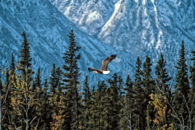 Bald Eagle over Edith Creek, Alaska Hwy, Yukon